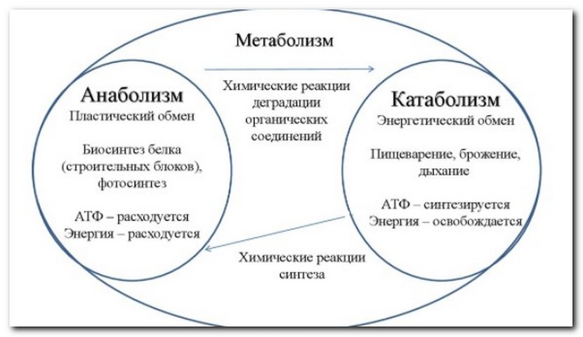 метаболическое похудение это что такое простыми словами